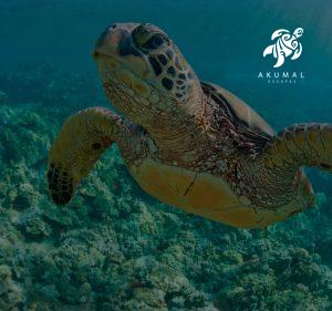 Akumal is home to 3 species of turtles which are often seen in the local reefs