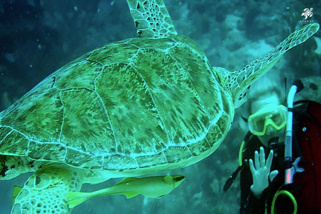 Diving with a Green Turtle is an amazing experience