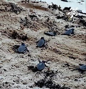 Baby loggerhead turtles heading to the sea