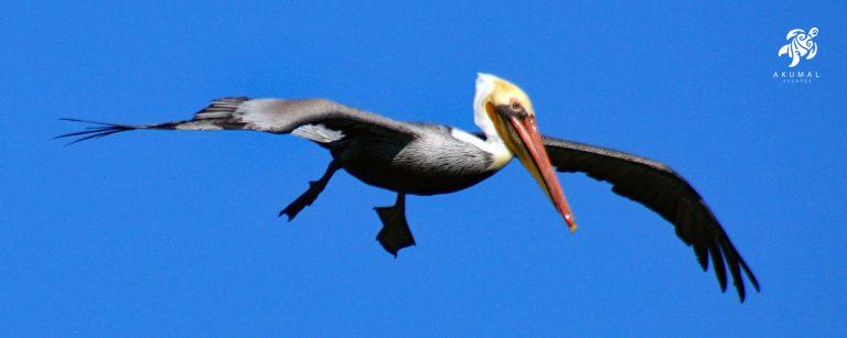 A brown pelican flying over our bay looking for food