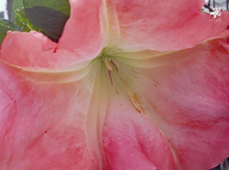 An upclose look at a fragrant peach brugmansia in La Sirena Gardens