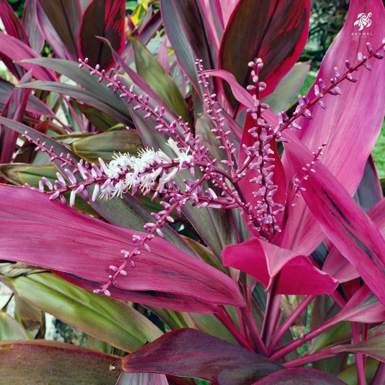 A Cordyline, or Ti Ti plant as commonly known with it's maroon leaves