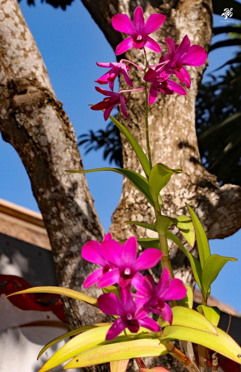An orchid blooming in La Sirena gardens