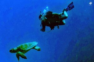 A diver with a green turtle