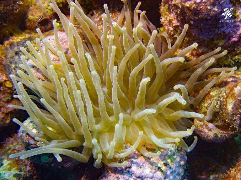 Underwater on the Meso-American reef: Details of a cream colored sea anenome