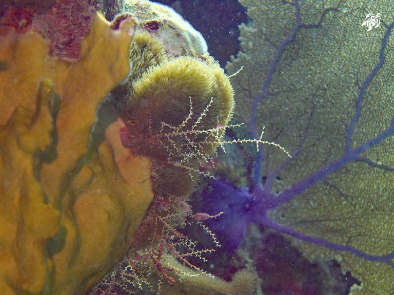 Underwater on the Meso-American reef: The beautiful colors and details os a purple fan and encrusting coral