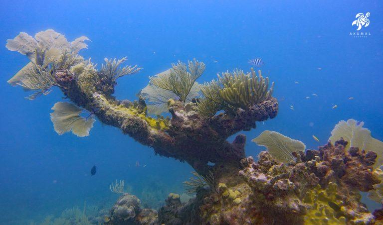Underwater on the Meso-American reef: A huge coral tree with sea fans and reef fish