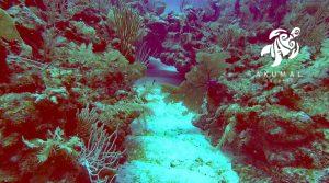 Underwater on the Meso-American reef: A channel between two coral islands