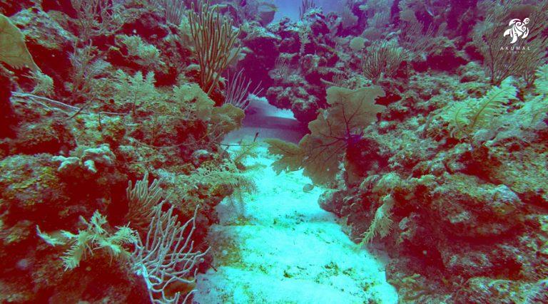 Underwater on the Meso-American reef: A channel between two coral islands